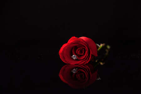 Red rose on isolate black の写真素材