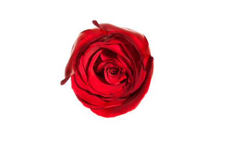 Beauty Red rose on isolate の写真素材