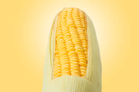 Corn on yellow backgroundの写真素材