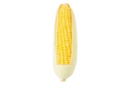 Corn isolated on a white backgroundの写真素材
