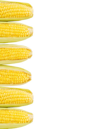 Corn isolated on a white backgroundの写真素材