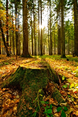 forest landscape with tree trunkの写真素材