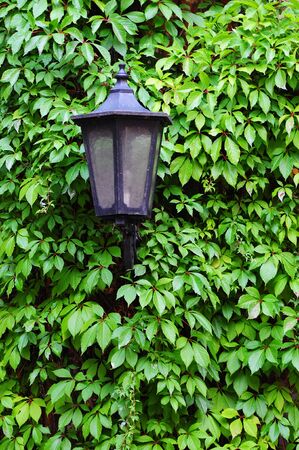 old vintage street lamp on ivy wall の写真素材