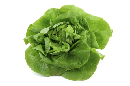 fresh green lettuce on white backgroundの写真素材