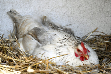 chicken in straw nestの写真素材