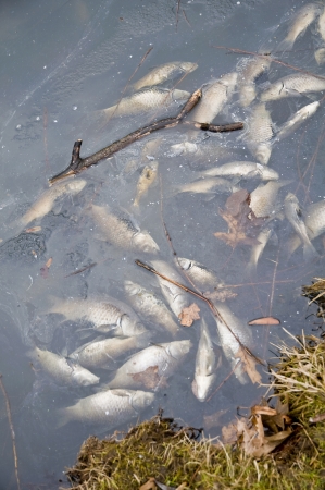 pollution dead fishの写真素材
