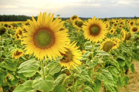 beautiful sunflowers on a field at sunsetの写真素材