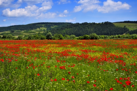 a beautiful landscape with field of red poppiesの写真素材