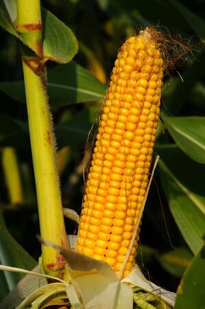 ripe organic corn in field before harvestの写真素材
