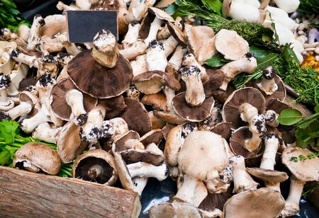 market stand with fresh organic gourmet mushroomsの写真素材