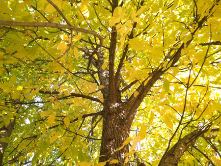 Autumn. A beautiful walnut tree decorated with golden leaves. A view of a dense canopy trough which the sunâs rays pass. Fall idyll.の写真素材