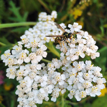 Close up Vespula germanica - European wasp, German wasp or German yellowjacket - which landed on a common yarrow flower. It is a species of wasp found in much of the Northern Hemisphere,の写真素材
