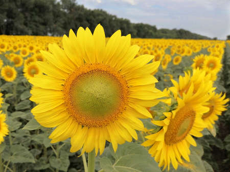 Closeup golden sunflower head. In the background sunflower field, forest and blue sky. Wonderful landscape.の写真素材
