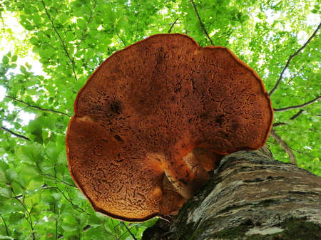 Bottom view of a canopy and an ash tree trunk and a huge Shaggy Bracket mushroom - Inonotus hispidus. Visible lower part of the fungus, stalk and spores. Biogradska Gora, Montenegroの写真素材