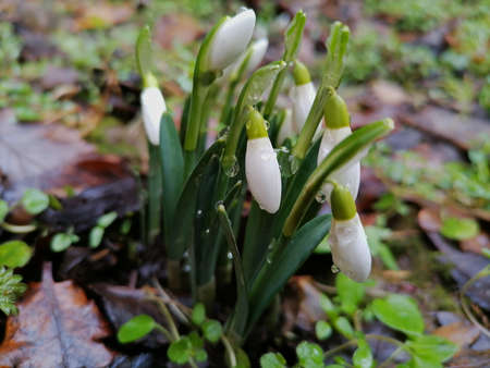 Closeup of common snowdrops, Galanthus nivalis,  in the colorful leaves, just after the rain and before open the petals. The first sign of spring. Macro of raindrops and flower budsの写真素材