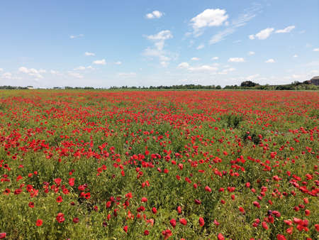 Meadow of common poppy -  Papaver rhoeas. Wonderful field of blooming red flowers. Beautiful landscape, horizon and blue sky in the backgroundの写真素材
