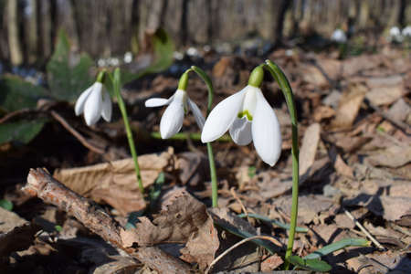 Closeup of common snowdrops,  Galanthus nivalis, in the forest. The first sign of spring. Mountain Fruska Gora, Serbiaの写真素材