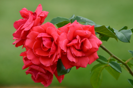 beautiful red romantic rosesの写真素材