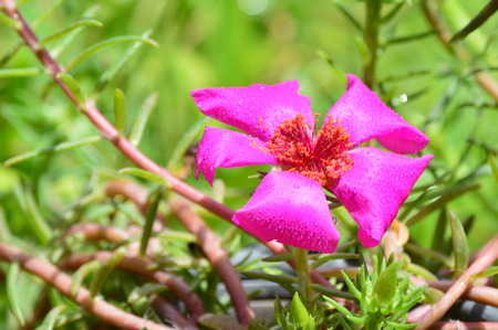 wild beautiful purple flower in the gardenの写真素材