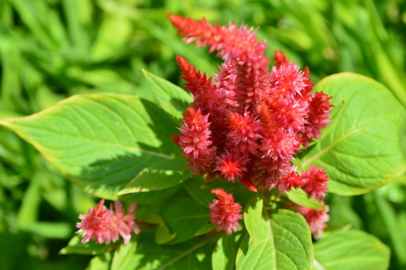 wild beautiful red flowers in the gardenの写真素材