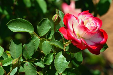 A beautiful red and white rose on clear day in the garden for personal cards and backgrounds applicationsの写真素材