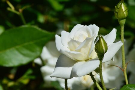 A beautiful white rose in the midday light in the garden for personal cards and commercial backgroundsの写真素材