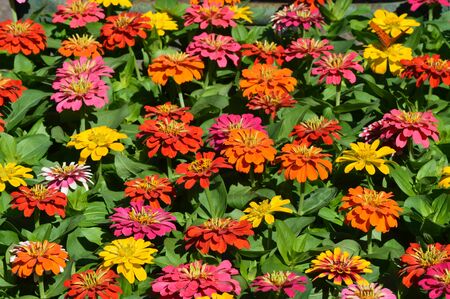Beautiful multicolored flowers in the afternoon light in the garden for backgroundsの写真素材