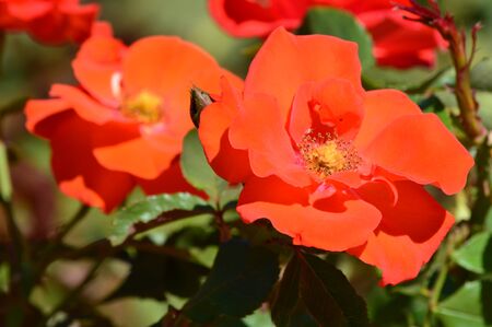 Beautiful orange flowers in the afternoon light in the gardenの写真素材