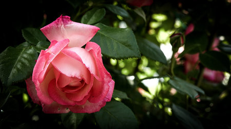 Close up of bright pink rose flower and soft vintage look. Beautiful delicate plants background with...