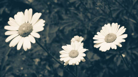 White daisy flower with green leafs with blue vintage effect. Chamomile plants background in the wild. Natural beauty in springの写真素材