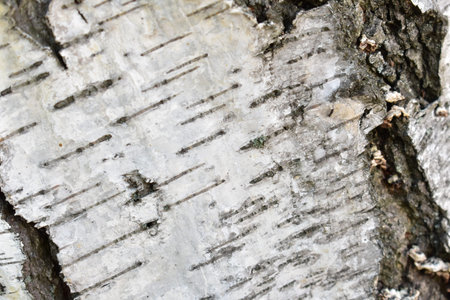 wood texture backgroundの写真素材