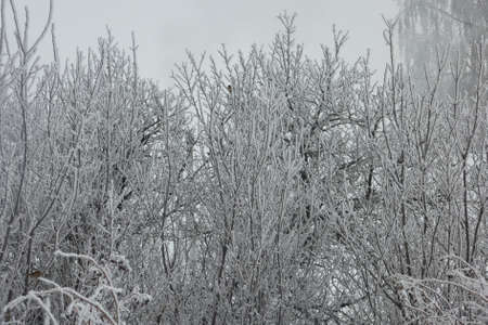 Branches covered in snow with few birds sitting on themの写真素材