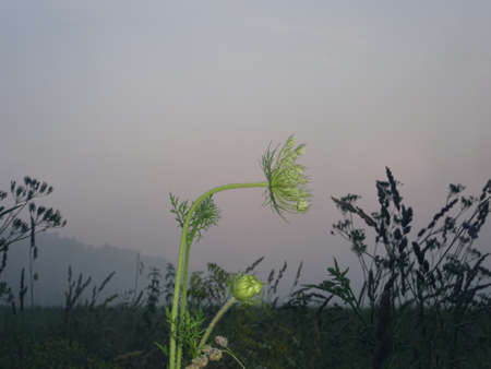 Illuminated wild flower in the grass field at foggy morningの写真素材