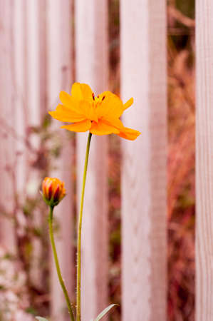 Close up of beautiful flowersの写真素材