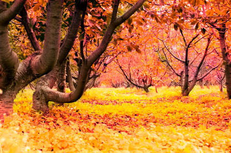 Autumn scene in orchardの写真素材