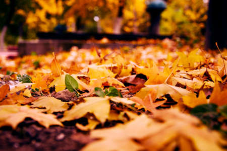 Deciduous localの写真素材