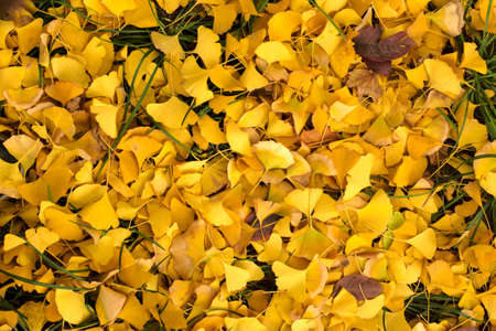 Ginkgo bilobaの写真素材