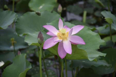 Pink Lotusの写真素材