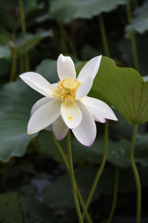 White lotus bloomingの写真素材