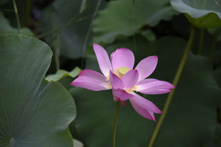 pink lotus bloomingの写真素材