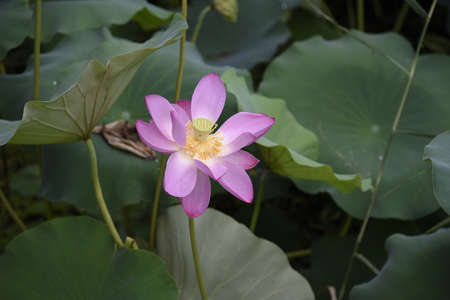 pink lotus bloomingの写真素材