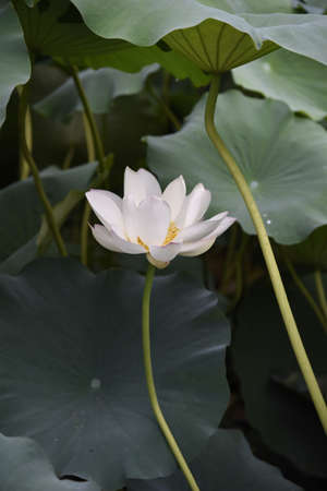 White lotusの写真素材