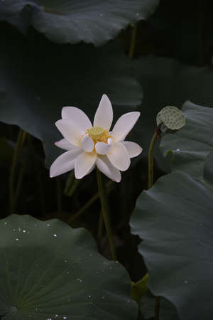 White lotus blooming in lotus pondの写真素材