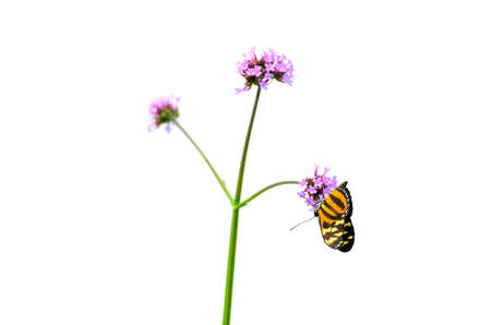 A monarch butterfly resting on a flower, isolated on a white background の写真素材