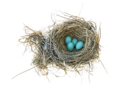 Robins nest with 4 eggs in it  Isolated on a white backgroundの写真素材