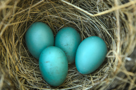 Close-up of a robins nest with 4 eggs in it 