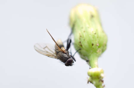 Macro view of a housefly holding onto a dandelion bud.の写真素材