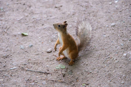 squirelのeditorial素材