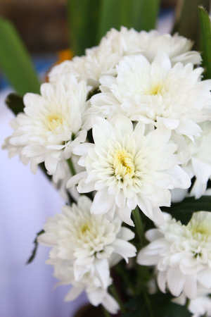 White chrysanthemum Flowers