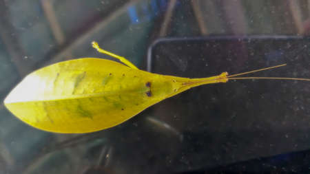 Yellow leaf insect on windshieldの写真素材